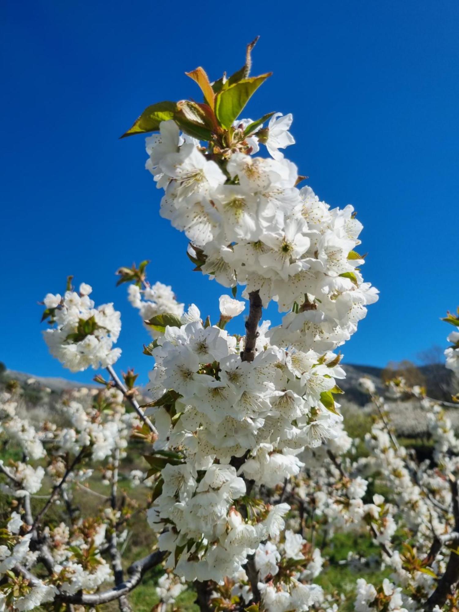 Albareilla By #Cherrygredos Ель-Аренал Екстер'єр фото